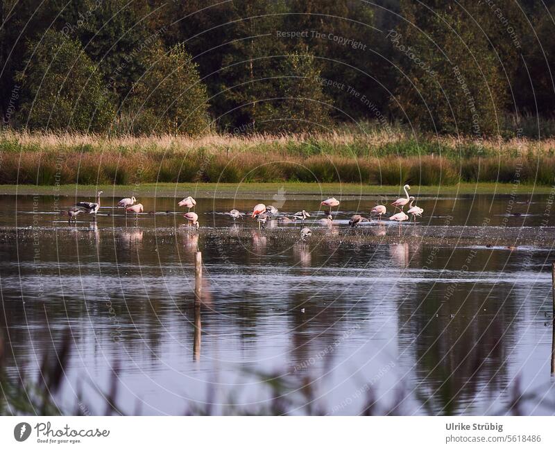 Flamingos im Zwillbrocker Venn See Spiegelung Deutachland Wildtiere Natur Wasser Reflexion & Spiegelung Landschaft Außenaufnahme ruhig Seeufer Idylle