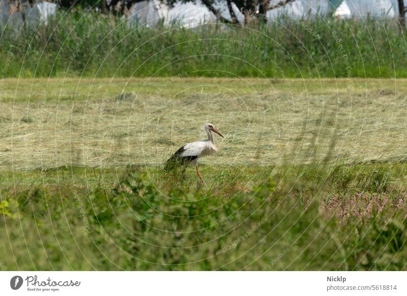 Ein Storch im Feld (Weißstorch, Klapperstorch) Vogel Deutschland Wiese Stroh weiß schwarz orange Wildtier Tier Natur Menschenleer Vogelbeobachtung