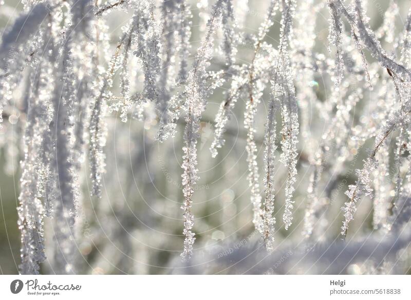 eisiger Vorhang Raureif Eiskristalle Gräser hängend Kälte Winter kalt frostig Frost gefroren winterlich frieren Winterstimmung weiß Außenaufnahme Wintertag