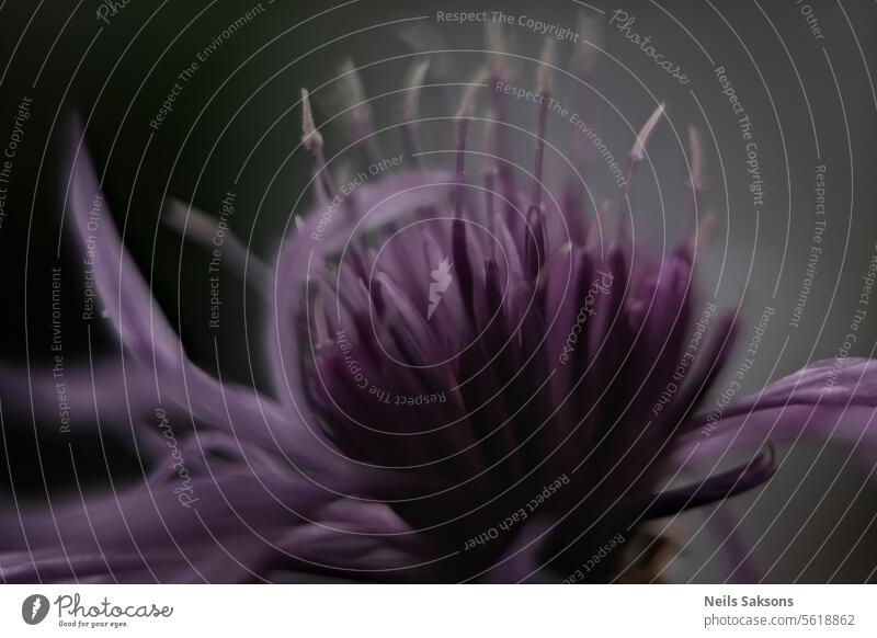 Centaurea jacea, Wiesen-Flockenblume alternativ hübsch Lebensraum Blütezeit Überstrahlung Botanik braun brownray Zentaurea schließen Nahaufnahme bunt Erhaltung