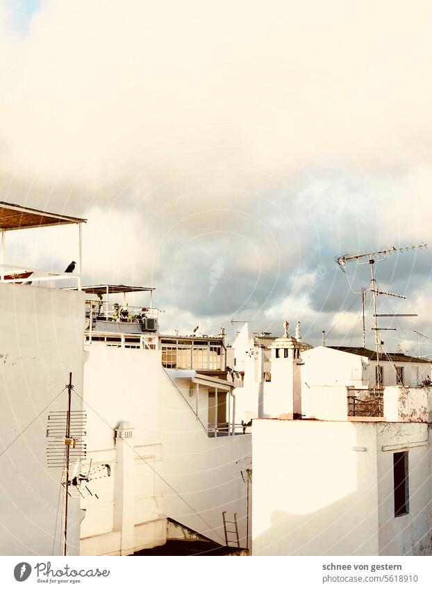 Die Krähe beobachtet Sonnenlicht Stadt weiß Portugal Vogel Tag Architektur Farbfoto Außenaufnahme Ferien & Urlaub & Reisen Europa Haus Menschenleer Gebäude