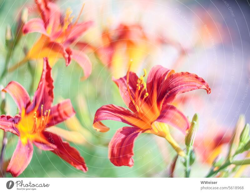 Die Lilien strahlen in warmen Farben im Sonnenlicht Taglilie Blume Blüte gelbrot Flora wachsen Pflanze fröhlich bunt schön Beet Garten Natur orange floral
