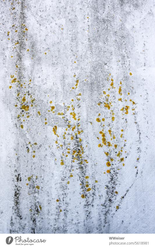 Flechte und Reste einer Kletterpflanze an einer ehemals weißen Wand Mauer abstrakt Putz verputzt alt Flecken fleckig gelb Abdruck Spuren Verfall vergänglich