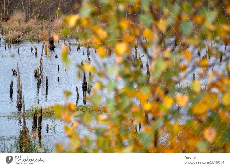 Herbstzeit | abgestumpft Birkenblätter Moor Baumstumpf orange Teich Vergänglichkeit hell-blau Wasser Unschärfe schönes Wetter herbstlich Herbstlaub