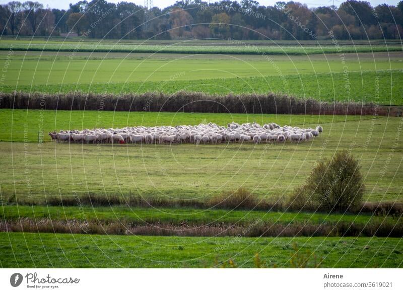 Herbstzeit | alle meine Schäflein Schafe Schafherde Tiergruppe Horizont natürlich mähen flach Wiese Fressen Nutztiere Natur Landschaft gerade Linien Weideland