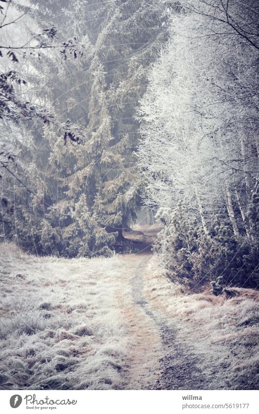 Raureif, Weg in den winterlichen Wald kalt Frost Kälte Waldweg Wanderweg Naturlehrpfad Winter gefroren frostig Erzgebirge Stengelhaide Mothäuser Heide