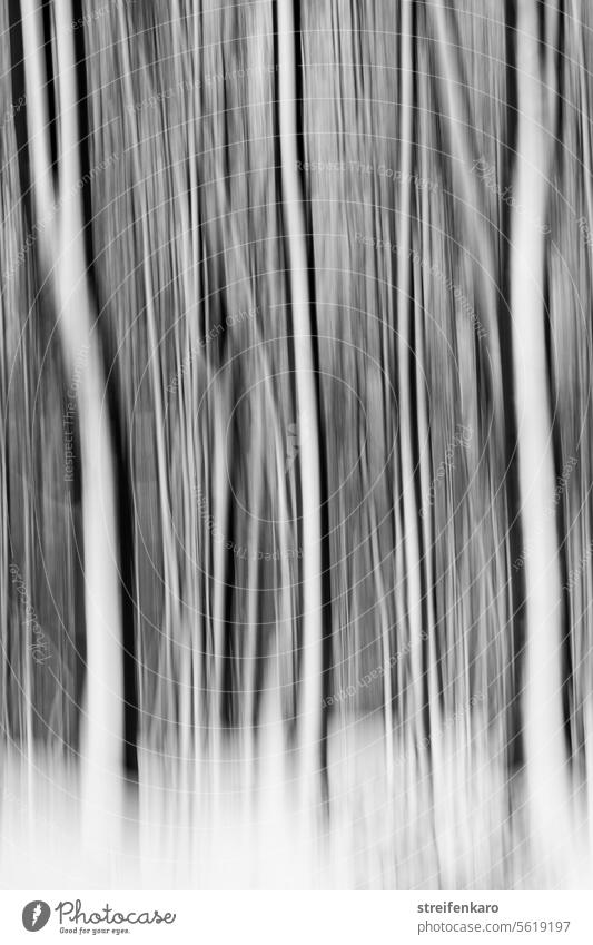 Winterwaldgespenster Wald Baum Bäume Baumstamm Baumstämme Schnee eingeschneit unscharf verwischt ICM ICM-Technik schwarz-weiß verschwommen abstrakte Fotografie