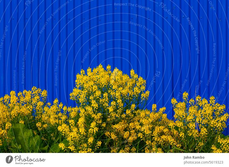 Barbarea vulgaris oder Yellow Rocket oder Garden Yellowrocket Blumen auf unscharfem blauen Zaun Hintergrund. gelb Rakete Garten verschwommen stark gegenüber