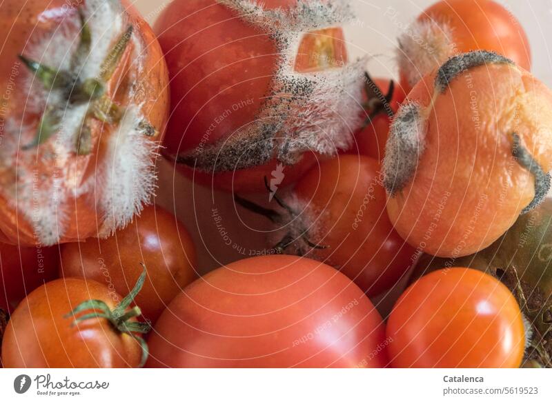 Verschimmelte Tomaten Natur Flora Wandel u Veränderung Vergänglichkeit Verfall Pflanze Tageslicht Pilz Pilzsporen Schimmel Schimmelpilze befallen Rot Grau