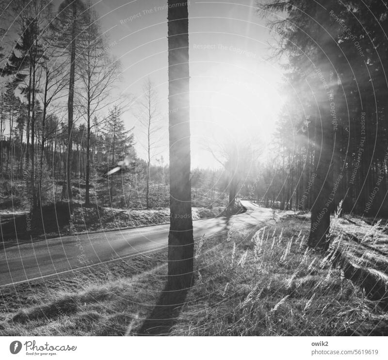 Mit Karacho durchs Lausitzer Oberland Landschaft Wald Natur Umwelt Außenaufnahme Menschenleer Schwarzweißfoto Pflanze Baum Baumstamm Sonne Gegenlicht
