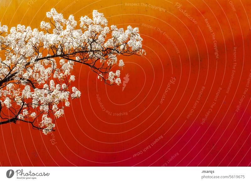 Erblühen Kirschblüten rot Wand Frühling Zweige u. Äste Blühend Kirschbaum üppig wachsen Wachstum Romantik Baum Blüte Farbe