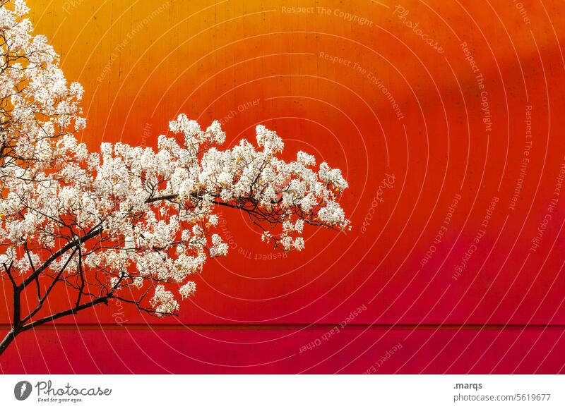 Kirschbaum Kirschblüten Farbe rot Frühling Wand Zweige u. Äste Blühend Blüte Baum Romantik Wachstum wachsen üppig blühen Frühlingsgefühle orange gelb