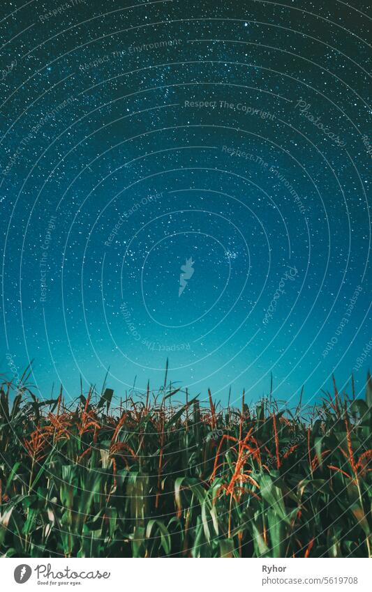 Milchstraße Galaxie Nacht Sternenhimmel über Maisfeld Mais Plantage. Natürlich leuchtende Sterne über ländlicher Landschaft. Landwirtschaftliche Landschaft unter Sternenhimmel.
