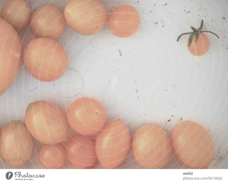 Jungvolk Tomate viele rund klein Detailaufnahme Behälter u. Gefäße glänzend Gedeckte Farben Farbfoto Gesunde Ernährung Vitamin Gesundheit Gemüse rosafarben