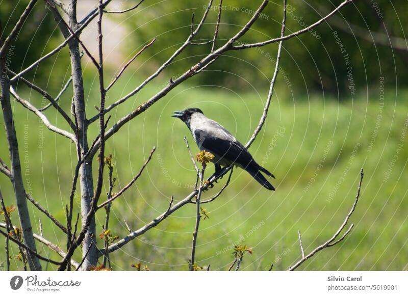 Nahaufnahme einer Krähe, die auf einem blattlosen Ast sitzt, mit selektivem Fokus auf den Vordergrund Zweig Vogel Baum Winter Natur Sitzen Tierwelt Flug schwarz