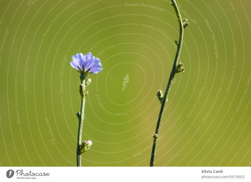 Nahaufnahme einer Zichorienblüte mit grünem, unscharfem Hintergrund Blume Chicorée Pflanze blau Natur Asteraceae Kraut Sommer wild Wiese Feld purpur natürlich