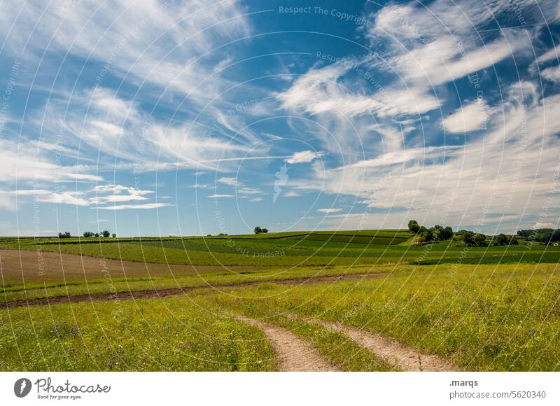 Weites Land Kaiserstuhl Erholung Schönes Wetter Sommer Wolken Himmel Panorama (Aussicht) Tag Feld Pflanze Landwirtschaft Ausflug grün Wiese Landschaft Natur