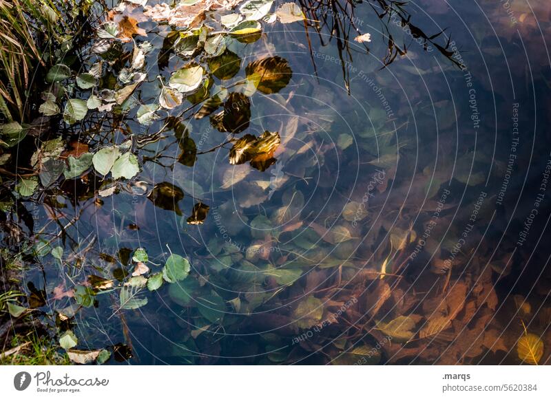 Tiefgründig Natur Wasser dunkel Blatt Teich See Herbst braun Herbststimmung Jahreszeiten Herbstwetter Melancholie düster Pflanze Vergänglichkeit Blätter Laub