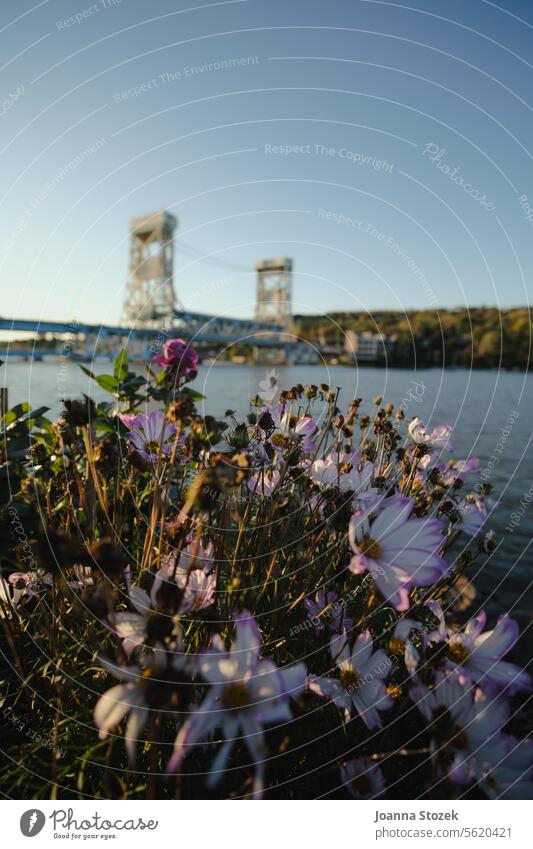 Blumen mit Brücke im Hintergrund Lake Superior See Hubbrücke Michigan Natur