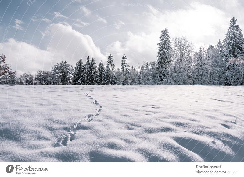 Eingeschneite Wiese mit Tierspuren winterlandschaft schnee weiß kalt eis bäume wiese Landschaft Landscape winterzeit weihnachten tierspuren Schneespuren