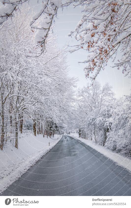 Landstraße in einer eingeschneiten Winterlandschaft Schnee winter Allee Alleebäume Winterstimmung Winterzeit Straße Landschaft Landscape landschaftsfotografie