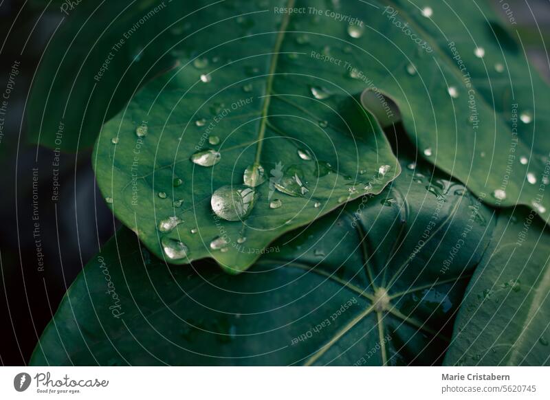 Nahaufnahme von frischen Wassertropfen auf einem leuchtend grünen Blatt Tröpfchen pulsierend Textur Hintergrund Natur Pflanze Makro nass Umwelt Frühling