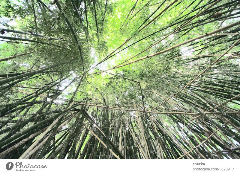 Bambuswald Farbfoto Außenaufnahme Strukturen & Formen Menschenleer Dämmerung Starke Tiefenschärfe Zentralperspektive Umwelt Natur Pflanze Sommer Schönes Wetter