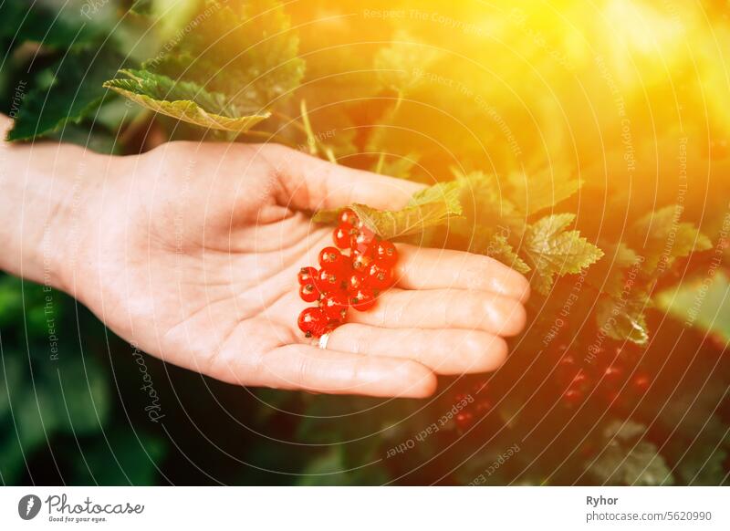 Reife rote Johannisbeere Rote Johannisbeere Beeren liegen in der Frauenhandfläche während der Beerenernte im Obstgarten. Sommer-Ernte-Konzept. Scenic View Bright Sunbeams. Genetisch veränderte Lebensmittel Konzept