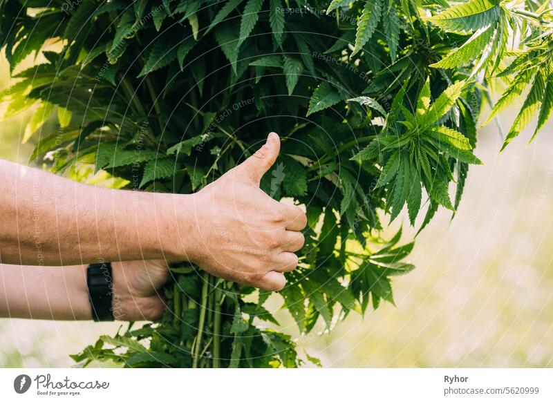 Mann hält Haufen Haufen legale grüne Marihuana Cannabis Sprout in seinen Händen und zeigt Finger nach oben. Cannabis Schöne Marihuana Cannabis Pflanze. Nahaufnahme