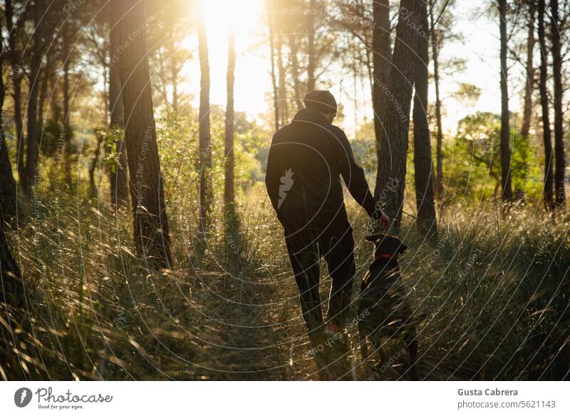 Ein Mann genießt einen Spaziergang im Wald mit seinem Hund, während die Sonne aufgeht. Wälder Freund Sonnenlicht Sonnenaufgang im Freien Natur Zusammensein