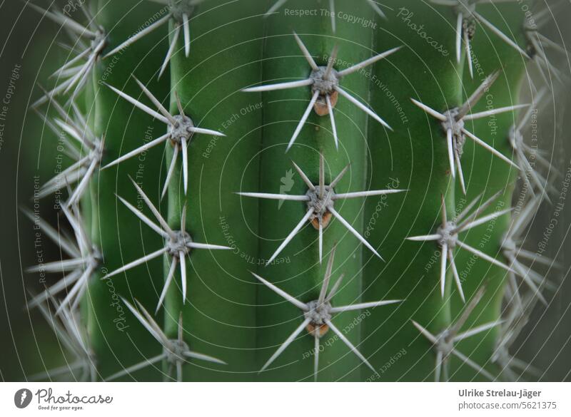 Ausschnitt stachliger grüner Kaktus Stacheln Kaktusstacheln stachelig Abwehr abwehren verteidigen Pflanze Detailaufnahme Kakteengewächse heiß warm Hitze karg