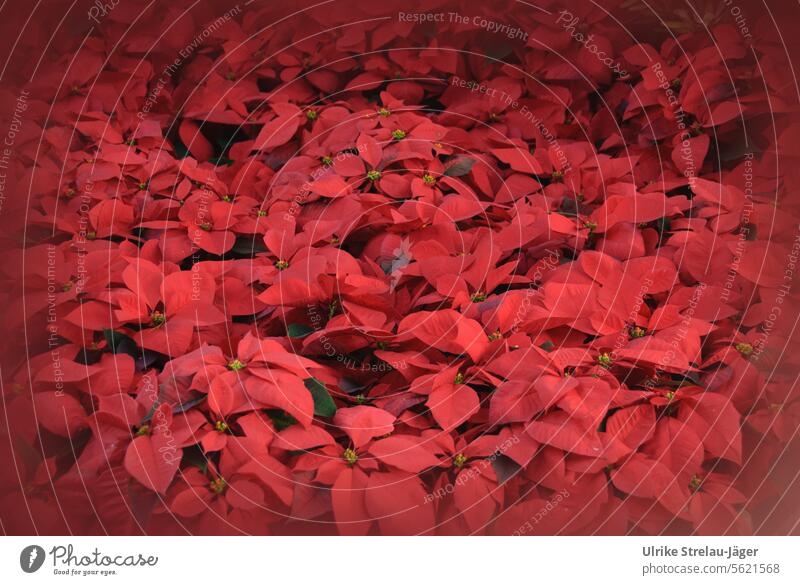 Meer aus roten Weihnachtssternen Weichnachtsstern rote Weihnachtssterne Strukturen & Formen Muster intensiv intensiv gefärbte Hochblätter Zimmerpflanze