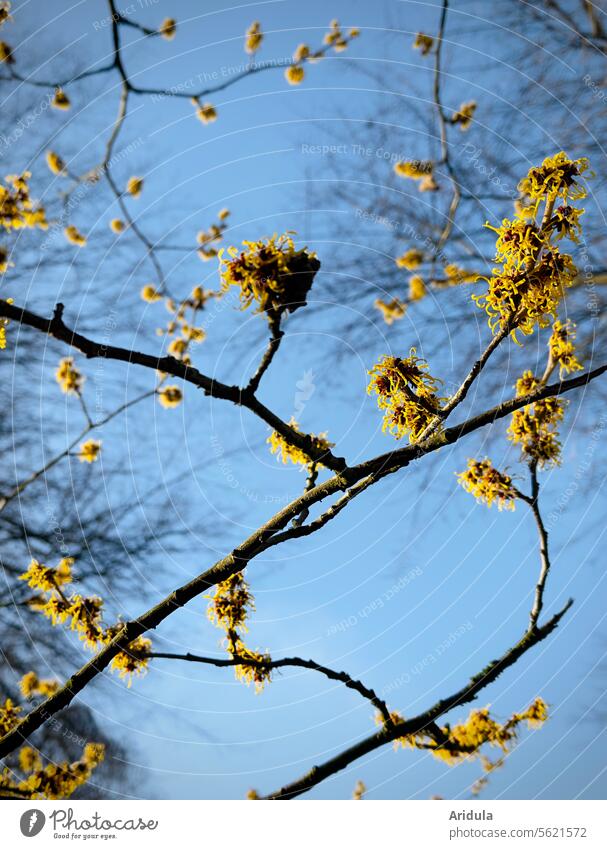 Gelbe Zaubernuss vor blauem Himmel Strauch Blüte Blauer Himmel Pflanze Frühling Winter Sträucher Winterblüher Äste Zweige Sonnenlicht Schönes Wetter