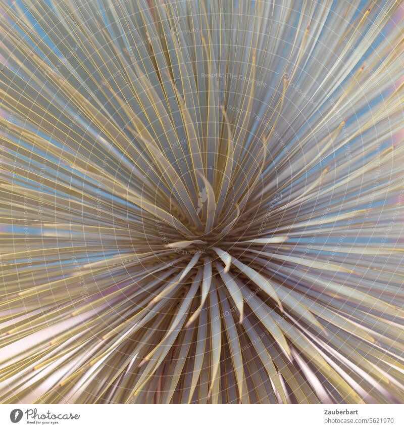Palme in Detailaufnahme bildet sternförmiges Muster muster dynamisch zentrifugal