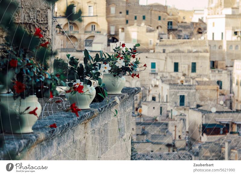 Blumentöpfe mit roten Blumen auf einer Mauer, im Hintergrund Gebäude in Matera Töpfe weiß Keramik Porzellan antik Stadt städtisch Mauern Gemäuer alt historisch