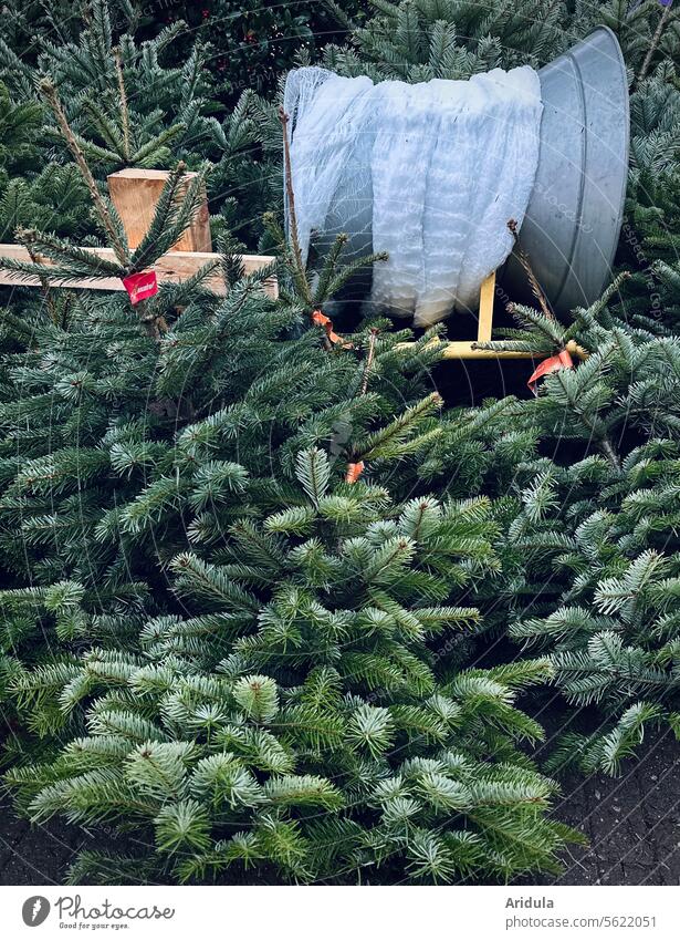 Weihnachtsbaum kaufen Tanne Tannenbaum Zweige Weihnachten & Advent Tradition Vorweihnachtszeit Vorfreude