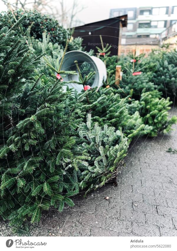 Weihnachtsbaum kaufen Tanne Tannenbaum Zweige Weihnachten & Advent Tradition Vorweihnachtszeit Vorfreude