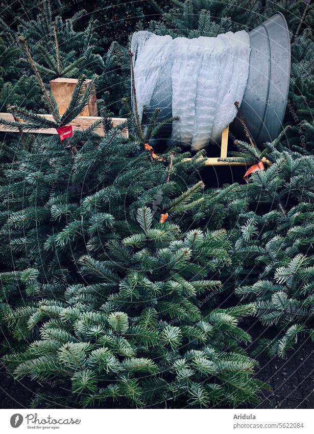 Oh Tannenbaum | Weihnachtsbaum kaufen Zweige Weihnachten & Advent Tradition Vorweihnachtszeit Vorfreude