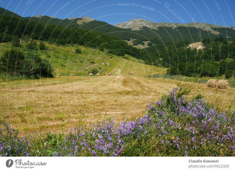 Berglandschaft des Nationalparks Abruzzen Europa Italien L Aquila Nationaler Park Pescasseroli blau Farbe Tag Feld Blume grün Hügel Landschaft Berge u. Gebirge
