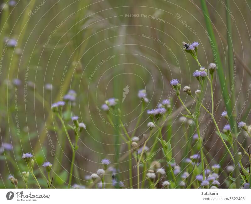 Blume von Praxelis in der Wiese auf dem Lande Gras violett purpur grün frisch Frische Blatt Unkraut Natur Morgen praxelis Tropisches Ageratum Pflanze Landschaft