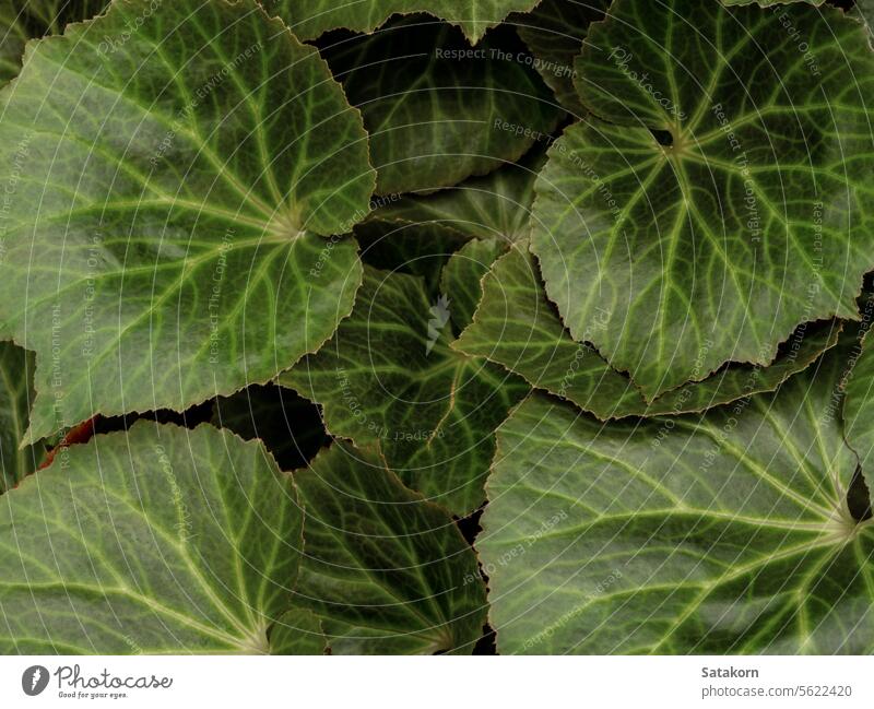 Oberflächentextur von Begonienblättern als Naturhintergrund lassen frisch Garten Laubwerk Botanik Hintergrund Nahaufnahme natürlich botanisch begoniaceae