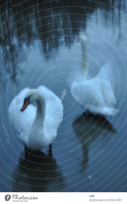 Traumsequenz: der weiße Schwan als Symbol des Lichts in der Dunkelheit. Vogel Wasser See Weiher Tier Reflexion & Spiegelung Teich Feder Federn Federkleid