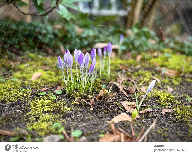 Erste Krokusse im Fühjahr Pflanze Frühling Blume Blüte violett Garten Blühend Frühblüher lila Erde Moos Beet