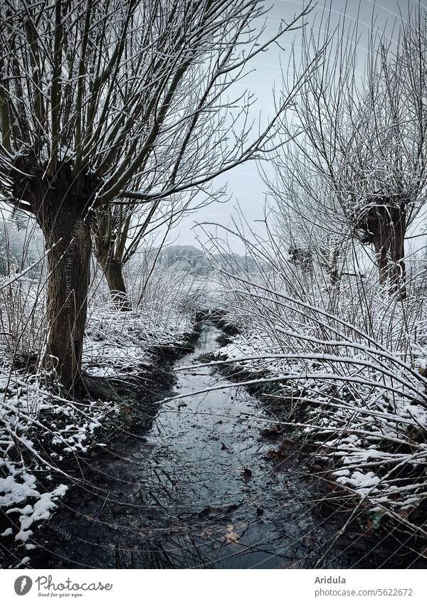 Weiden am Bächlein im Winter Bach Wasser fließen Schnee kalt Natur Baum Äste Ufer Landschaft