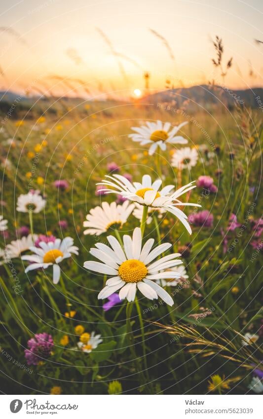 Blühende Wiesenblumen auf einem unberührten Feld in den Beskiden, Tschechische Republik. Sonnenuntergang mit Gänseblümchen zur goldenen Stunde Sonnenstrahlen