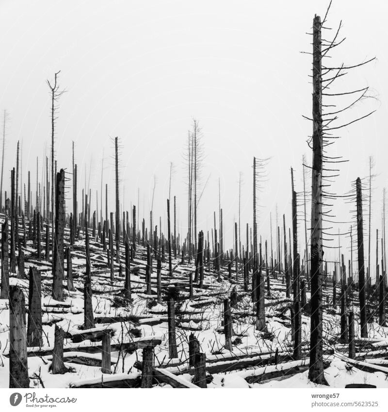 Toter Wald im Winter abgestorben Borkenkäfer Borkenkäferplage Totholz Schneelandschaft Klimawandel Waldsterben Forstwirtschaft Naturschutzgebiet Zerstörung