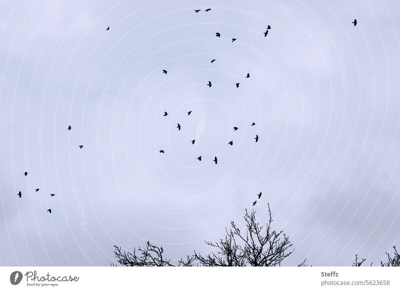 Vögel über den Baumkronen am grauen Himmel Vogelflug grauer Himmel Vögel fliegen Vogelschwarm Vogelzug Schwarm Wintertag frei Luft grauer Wintertag graues Licht