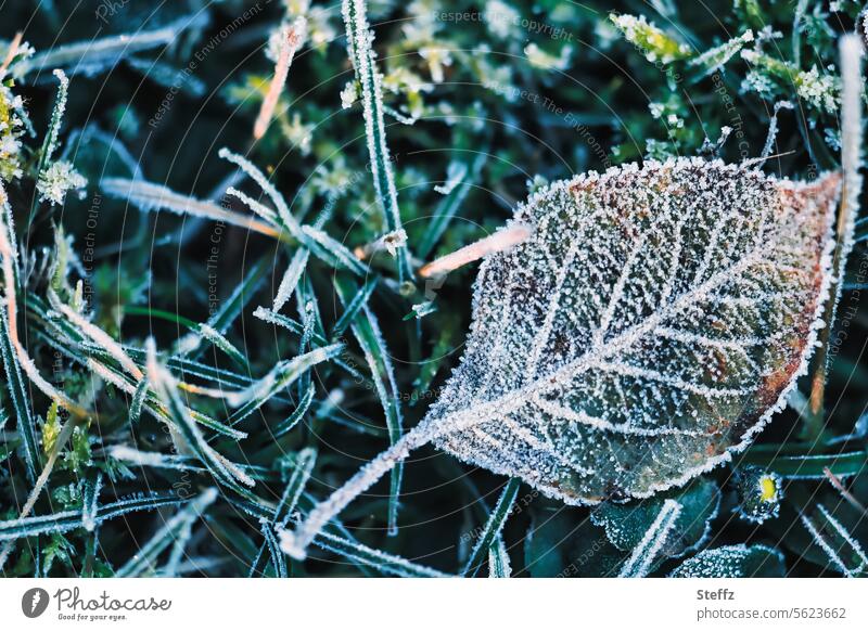 Bodenfrost Frost Blatt Blattadern grün Rasen Gras Raureif Kälte Raureif bedeckt kalt frostig eisig frieren gefrorenes Blatt eisige Kälte gefrorener Boden