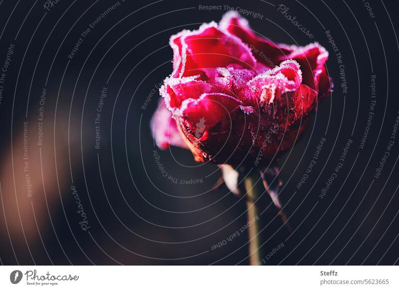 die letzte Rose rote Rose Rosenblüte Raureif Raureif bedeckt Blüte Blume Romantik blühende Rose Vergänglichkeit vergänglich Kälte Eis Frost Klima Spätblüher