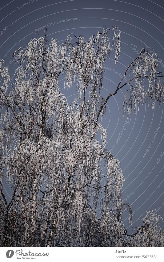 eine Birke im Winter Raureif Raufrost Frost frostig Raureif bedeckt Birkenzweige Birkenäste gefroren Kälte winterlich weiß frieren kalt blau düster Äste Zweige
